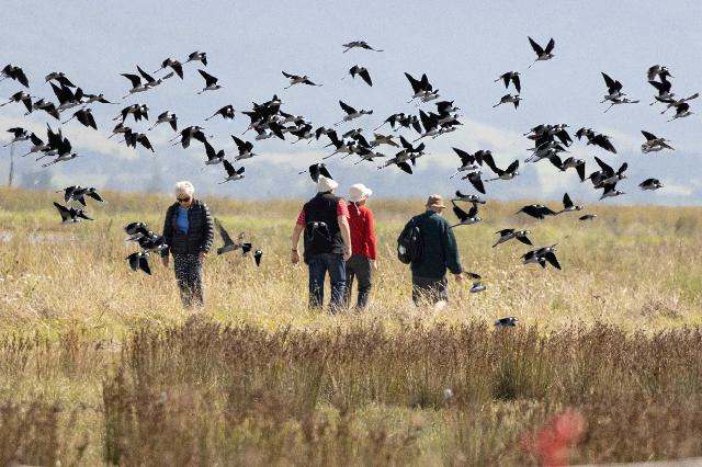  Shorebirds at Miranda